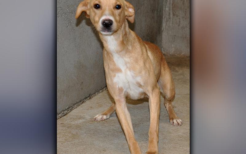 This female mix was picked up in McCaysville October 23. She has a short, blonde coat, and is a smaller breed. She is very fun. View her using intake number 300-20.