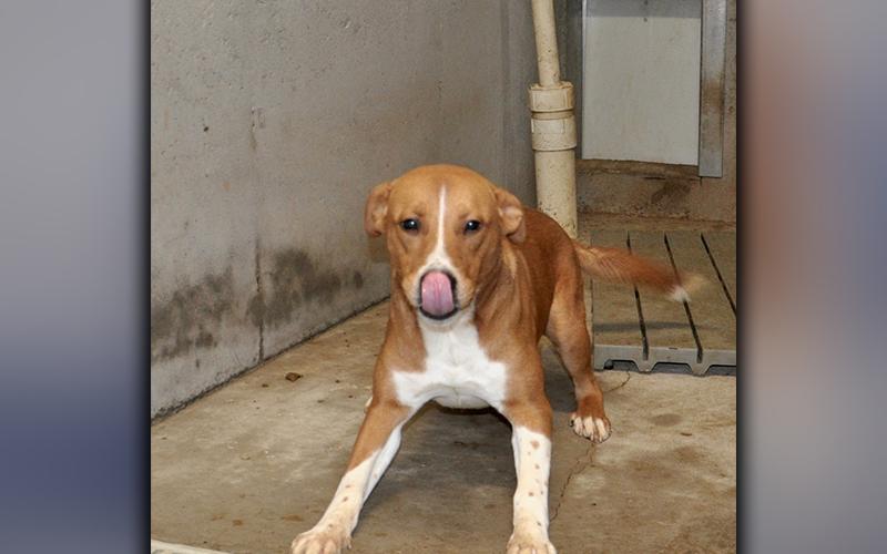 This male mix is an owner surrender who’s been at Animal Control since October 19. He has a short, orange coat with white patches. He is very playful. View him using intake number 299-20.