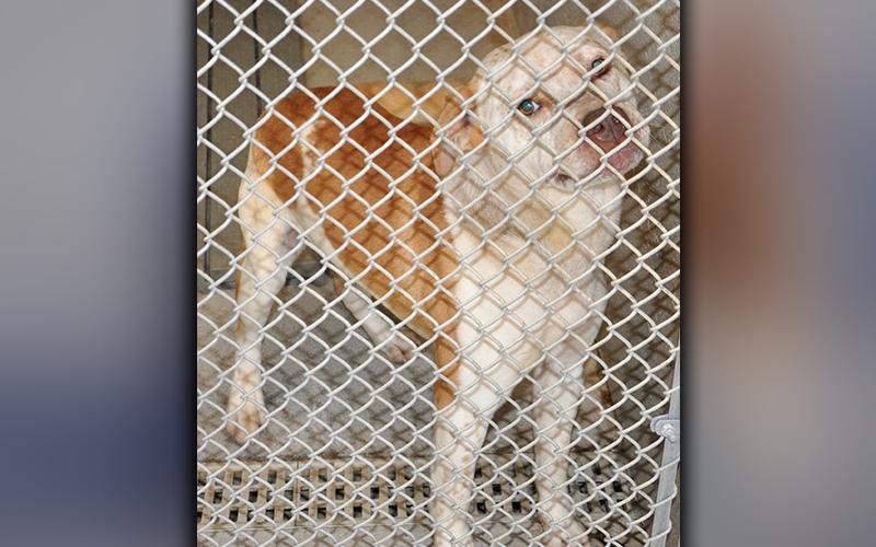 This male Bulldog mix was picked up on Blue Ridge Highway in Morganton October 16. He has a short, white coat with orange spots. He is a playful guy. View him using intake number 295-20.