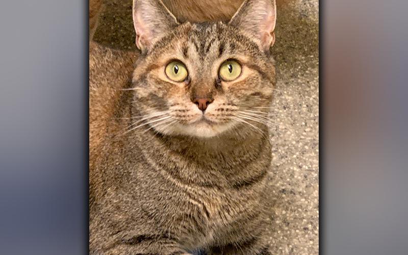 The Humane Society of Blue Ridge cat of the week is Marlene. She is a gorgeous one-year-old tabby with a very sweet disposition. She loves people! Marlene had kittens and was a great mom to them, but now she is ready for her forever home. She is spayed, microchipped and current on her vaccinations. Contact the Adoption Center at 706-632-4357 for more information on Marlene.