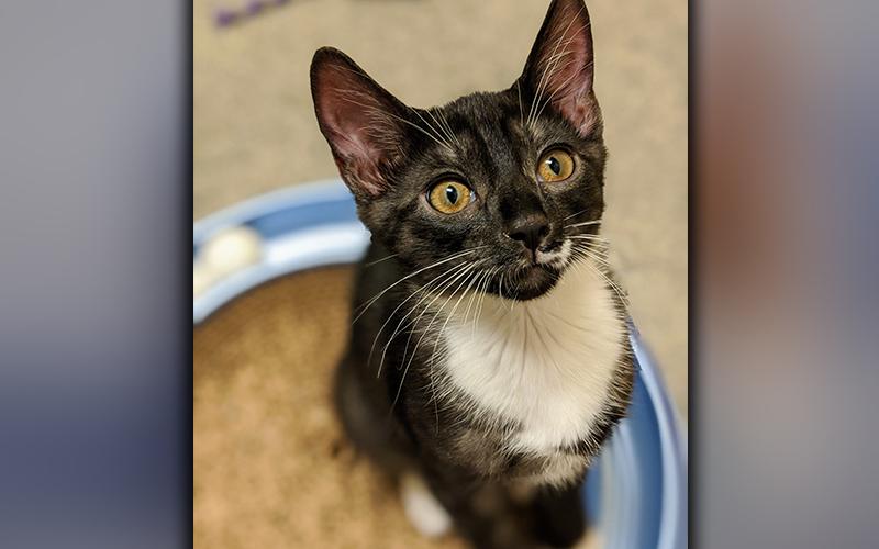 The Humane Society of Blue Ridge cat of the week is Mufasa. This regal feline is eight months old and has a beautiful black and white coat with unique markings. Mufasa happily greets any stranger and will snuggle his way into your heart. He is neutered, microchipped and current on his vaccinations. Contact the Adoption Center at 706-632-4357 for more information about Mufasa.