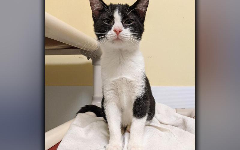 The Humane Society of Blue Ridge cat of the week is Sahira.