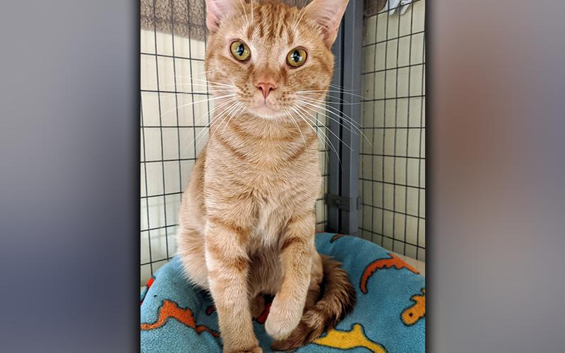 The Humane Society of Blue Ridge cat of the week is Ford. He is two years old and has an ultrasoft orange coat. Ford loves people and it revs his engine when you rub his tummy! He is microchipped, neutered and current on his vaccinations. Contact the Adoption Center at 706-632-4357 for more information about this sporty feline.