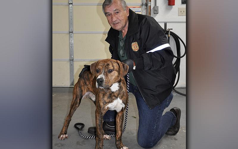 This male mix was picked up on McKinney Road in Blue Ridge December 5. He has an orange coat with black tiger stripes. View him using intake number 342-20. He is show with Animal Control Officer J.R. Cornett.