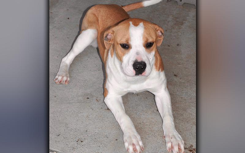 This male mix was picked up on McKinney Road in Blue Ridge December 5. He has a short, orange and white coat. He is very playful. View him using intake number 343-20.