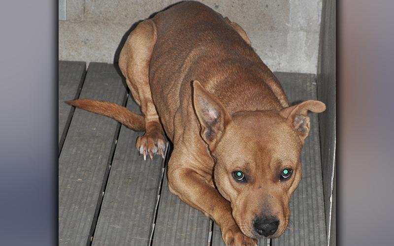 This female mix was picked up on Millsaps Circle in Epworth December 7. This gal has a short, red coat. She’s a sweetheart. View her using intake number 353-20.