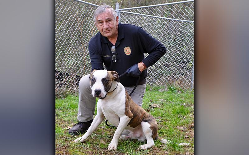 This male, Bulldog mix was picked up in Morganton November 23. He has a short, white coat with brindle patches. He’s a good boy. View him using intake number 325-20. He is shown with Animal Control Officer J.R. Cornett.