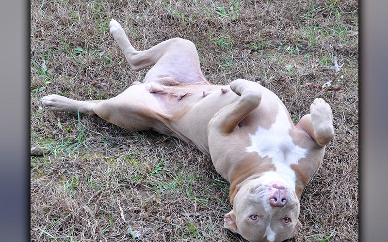 This female, Pit Bulldog is an owner surrender and has been at Animal Control since November 23. She has a fawn-colored coat. She is very sweet. View her using intake number 299-20.