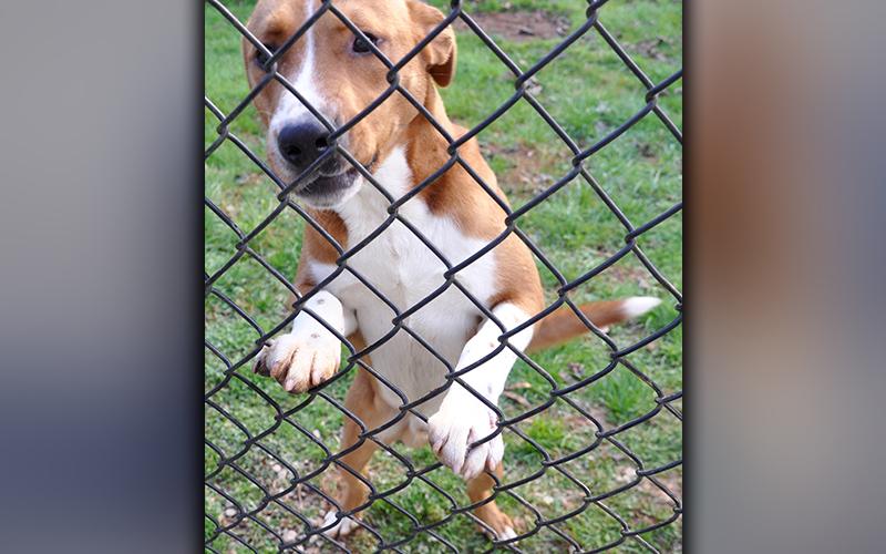 This male, Hound mix is an owner surrender and has been at Animal Control since October 19. He has a soft, orange coat with white patches. View him using intake number 299-20.