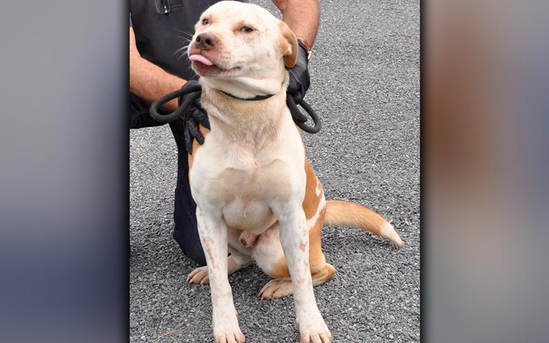 This male, Bulldog mix was picked up in Morganton October 16. He has a short, white coat with orange spots. He’s very relaxed. View him using intake number 295-20.