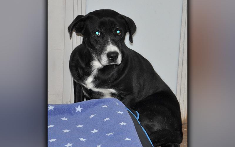 This male, Lab mix was picked up on Ensley Road in Epworth December 16. He has a shiny, black coat with white patches. View him using intake number 362-20.