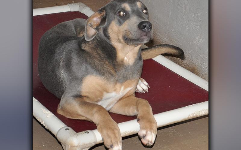 This male mix was picked up on Austin Street in Blue Ridge November 26. He has a dusty, brown coat, with lighter eyebrows. View him using intake number 336-20.