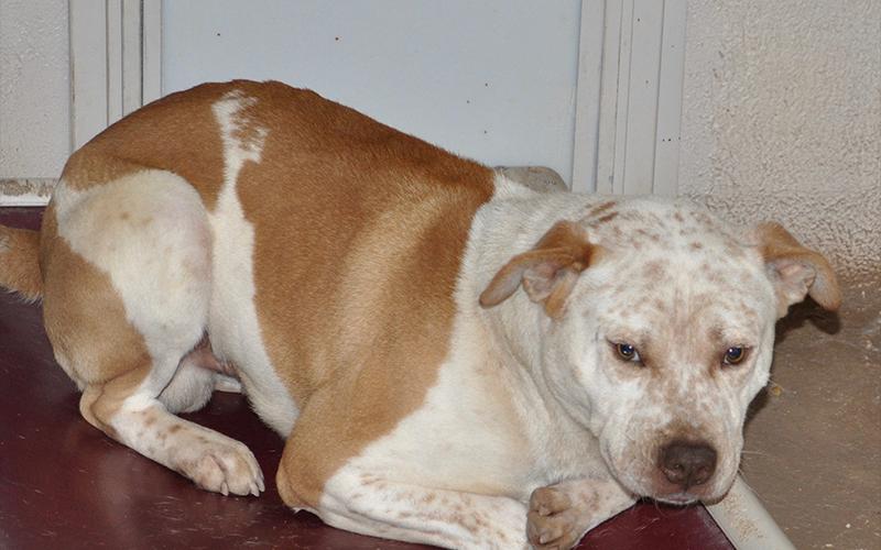 This male Bulldog mix was picked up on Murphy Highway in Mineral Bluff October 16. He has a white coat with red spots. View him using intake number 295-20.