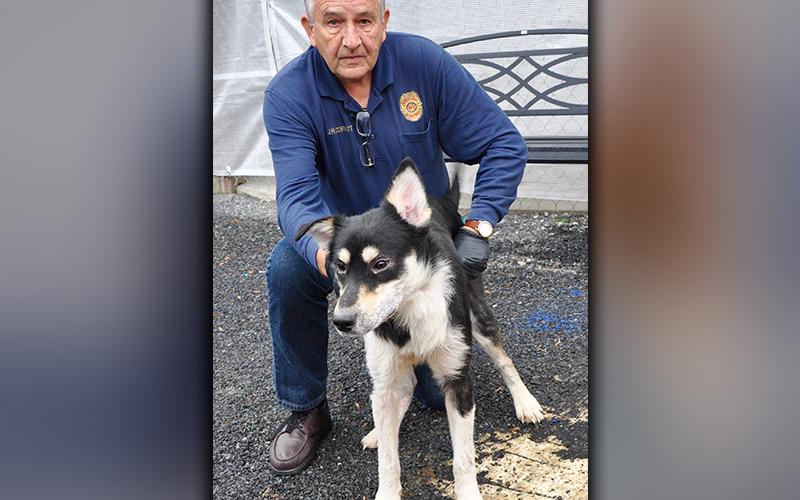 This male, Husky mix was brought to Animal Control December 1 as an owner surrender. He has a long, black and white coat. View him using intake number 340-20. He is shown with Animal Control Officer J.R. Cornett.