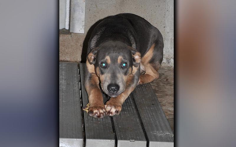 This male mix was picked up on Austin Street in Blue Ridge November 26. He has a dusty, gray and brown coat. Volunteers have named him Brody and believe he is less than a year old. View him using intake number 336-20.