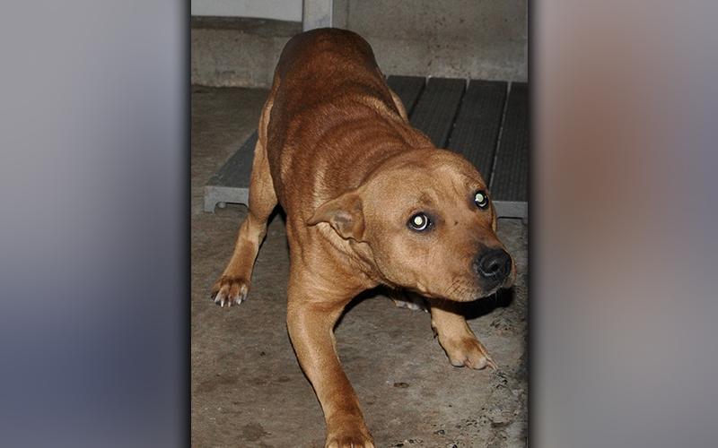 This male mix was picked up in Cashes Valley November 30. He has a coarse, red coat and is very sweet. View him using intake number 339-20.