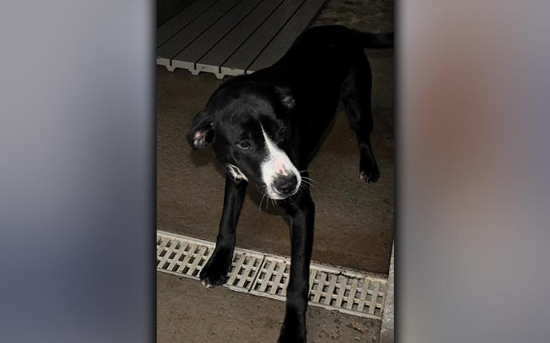 This female mix was picked up on Austin Street in Blue Ridge November 26. He has a sleek, black coat with white around his snout. View him using intake number 337-20.