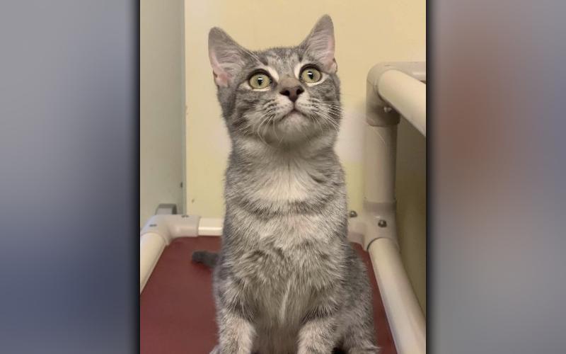 The Humane Society of Blue Ridge cat of the week is Calvin. He is a precious five-month-old light gray tabby with a great personality. Calvin is very energetic, loves people and gets along well with his suitemates at the Adoption Center. He is neutered, microchipped and current on his vaccinations. Contact the Adoption Center at 706-632-4357 to schedule a visit with Calvin.