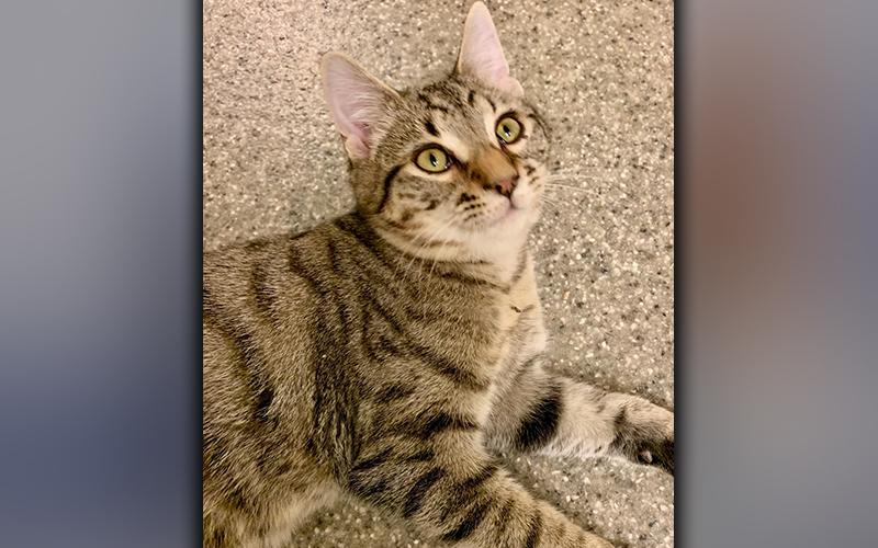 The Humane Society of Blue Ridge cat of the week is Andrew. He is an adorable five-month-old tabby who loves people and is energetic. Andrew is fascinated with shoes, so beware of sneak attacks! He is neutered, microchipped and current on his rabies vaccination. Contact the Adoption Center at 706-632-4357 for more information about Andrew.