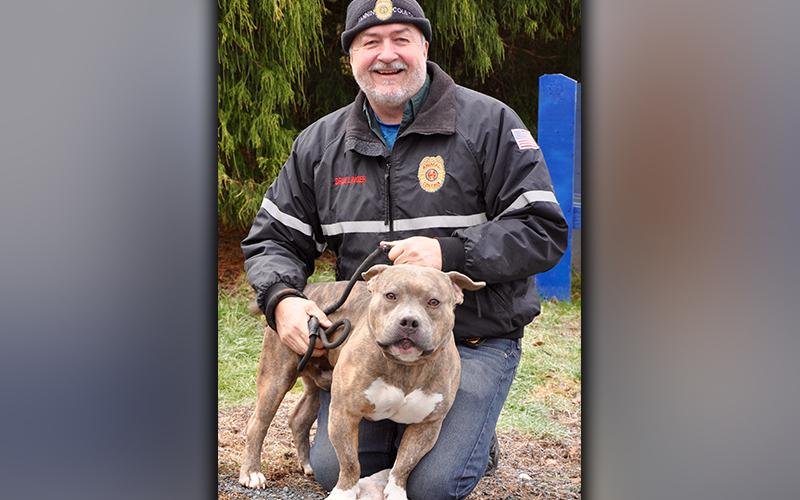 This male Bulldog was picked up in Lakewood January 2, 2021. He is built like a Bully and has a light brown brindle coat. He is a sweetheart. View him using intake number 003-21. He is shown with Animal Control Manager John Drullinger.