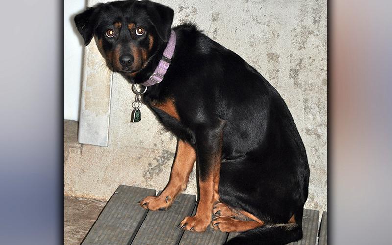 This male mix is an owner surrender. He’s been at Animal Control since January 5, 2021. He has a sleek, black coat with reddish-brown legs. View him using intake number 008-21.