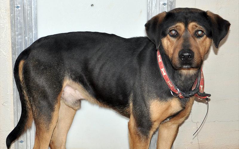This female mix is an owner surrender. She’s been at Animal Control since January 5, 2021. She has a black coat with light brown patches. View her using intake number 007-21.