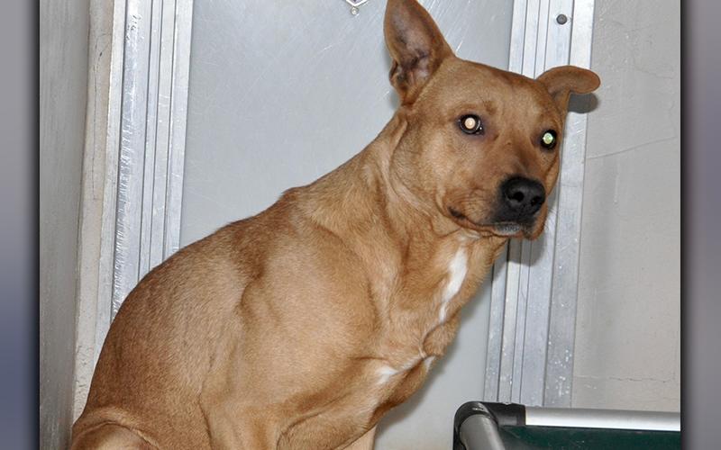 This male mix was picked up in Blue Ridge November 30. He has a short, red coat. Volunteers have named him Rory. View him using intake number 339-20.