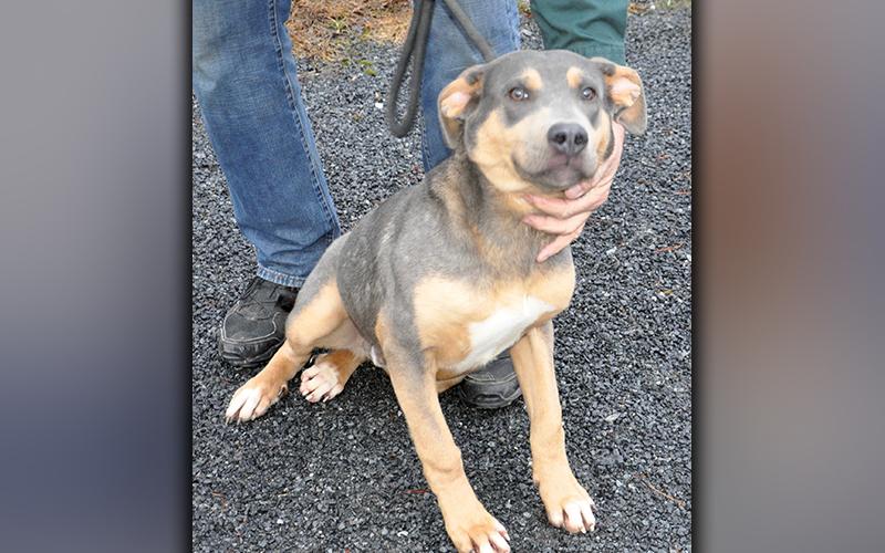 This male mix was picked up on Austin Street in Blue Ridge November 26. Volunteers have named him Brody, and he is full of personality. He has a dusty, brown coat with lighter patches. View him using intake number 336-20.