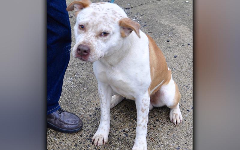 This male Bulldog was picked up on Murphy Highway in Mineral Bluff October 16. Volunteers have named him Vinnie, and he is a big, lover boy. He has a white coat with orange spots. View him using intake number 295-20.