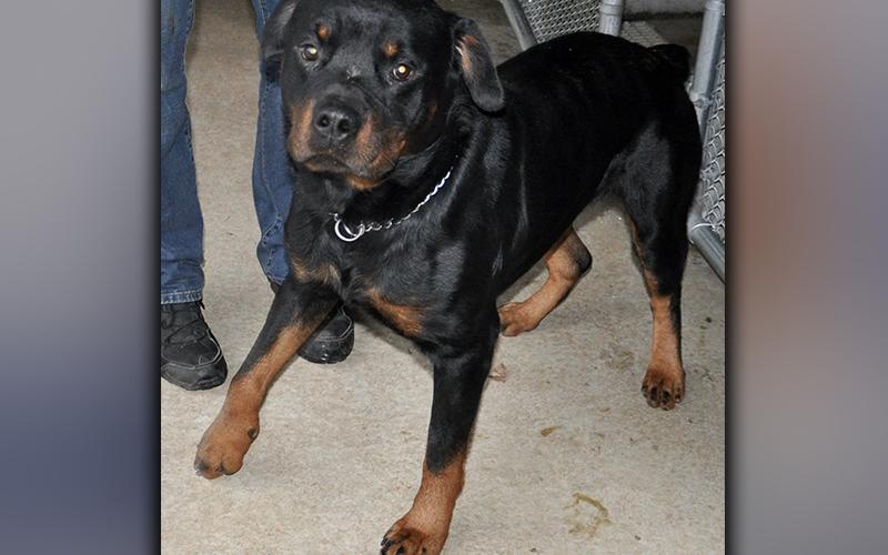 This male Rottweiler was picked up on Chestnut Gap in Blue Ridge December 28. He has a sleek, black coat with brown. He is a good boy. View him using intake number 366-20.