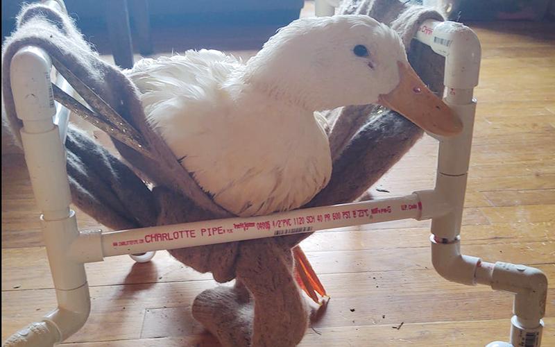 Julie Wootten’s rescue duck “Belle” has found a sanctuary at Wootten’s rescue Waddle On Inn, however, roaming dogs have caused an issue for Wootten and her rescues. Belle, two geese and a gosling were attacked by a roaming dog last week, and Wootten had difficulty getting help from Fannin County Animal Control.