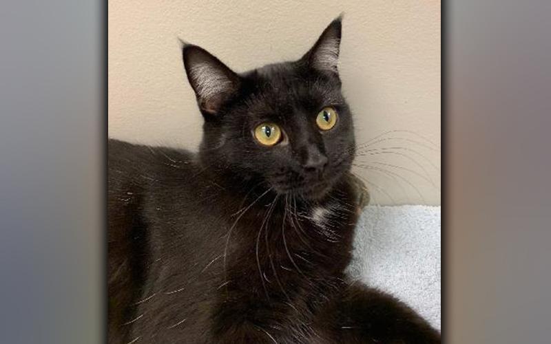 The Humane Society of Blue Ridge cat of the week is Ember. She is a one-year-old black beauty with white hairs sprinkled throughout her shiny coat. Ember loves people and is happy when she has a lap to sit in. She gets along famously with her Adoption Center suite-mates after letting them know she is the queen. Ember is spayed, micro-chipped and is current on her vaccinations. For more information about this regal feline, contact the Adoption Center at 706-632-4357.