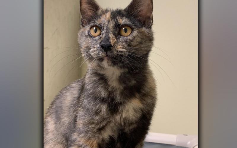 The Humane Society of Blue Ridge cat of the week is Patches. She is a five-month-old petite beauty who loves to sit in your lap and talk to you in a soft, squeaky meow. She is a favorite of the staff at the Adoption Center. Patches is spayed, microchipped and current on her vaccinations. Contact the Adoption Center at 706-632-4357 for more information about this playful and friendly girl!