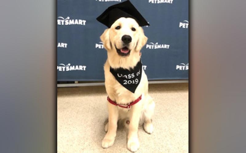 Charlie is shown following the completion of his six-week Behavioral Training Class at PetSmart, which he graduated with honors in.