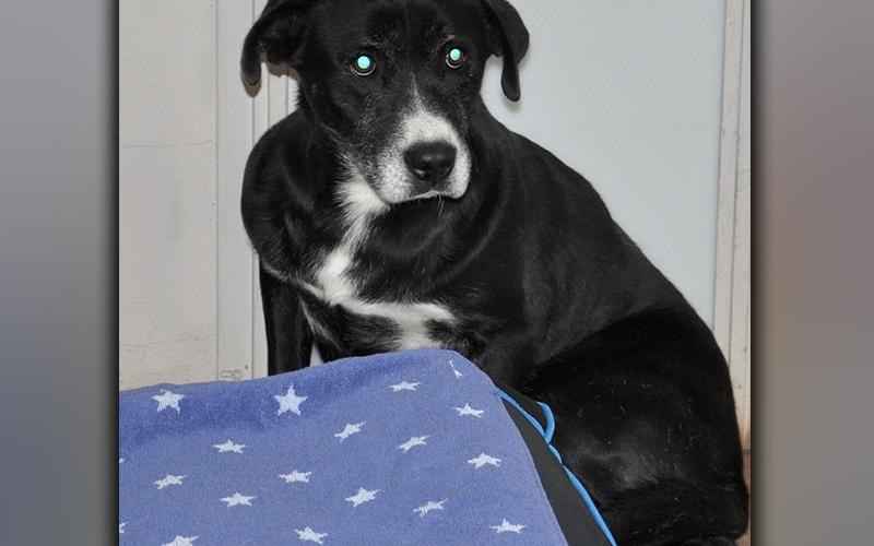 This male, Lab mix was picked up on Ensley Road in Epworth December 16. He has a beautiful black and white coat. This boy needs some good loving. View him using intake number 362-20.