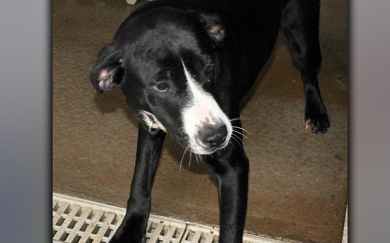 This male mix was picked up on Ensley Road in Epworth December 16. He has a soft, black coat with white mittens. He is ready for some true love. View him using intake number 362-20.