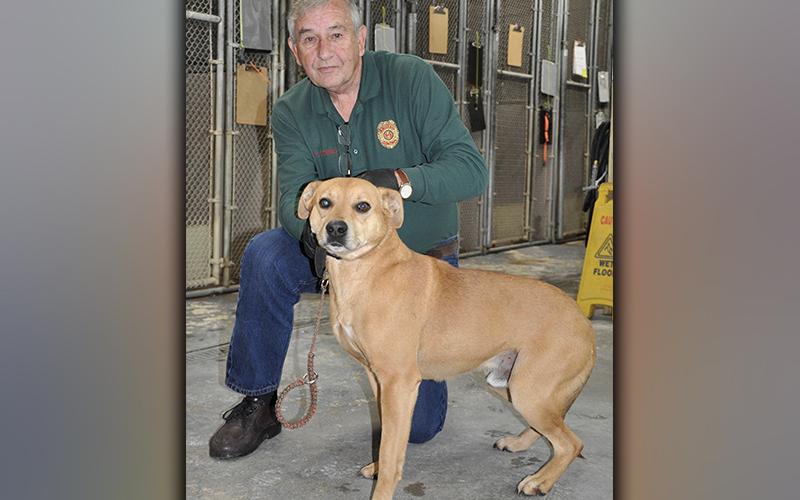 This handsome, male, Lab mix named Cooper has been at Animal Control since January 14. He has a short, reddish-blonde coat and is very well behaved and playful. View him using intake number 015-21. Cooper is shown with Animal Control Officer J.R. Cornett.