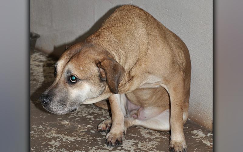 This sweet, male, mix has been at Animal Control since January 27. He has a white and brown coat, and this big guy definitely hasn’t missed any meals. View him using intake number 023-21.