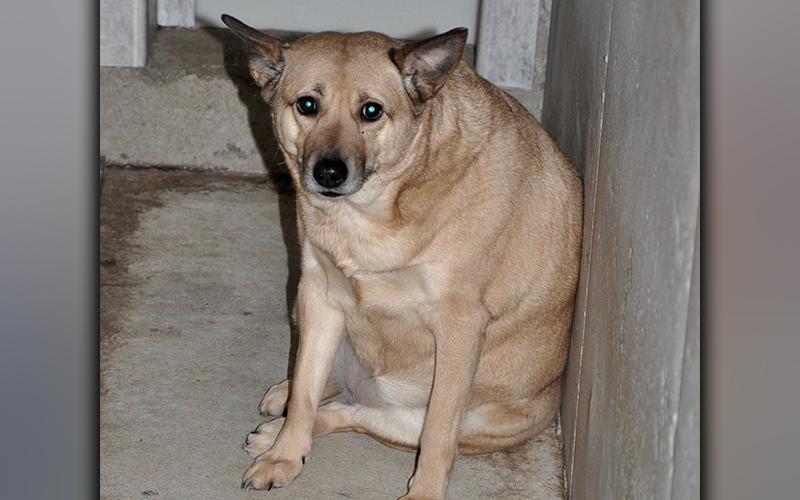This cute, female mix has been at Animal Control since January 27. She has a short, brown and white coat. This gal has been fed well. View her using intake number 022-21.