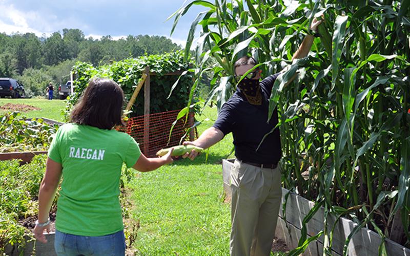 Copper Basin Elementary School Teacher of the Year Gerome Smith passes off an ear of corn to Garden Club member Raegan Farner one hot, fall afternoon.