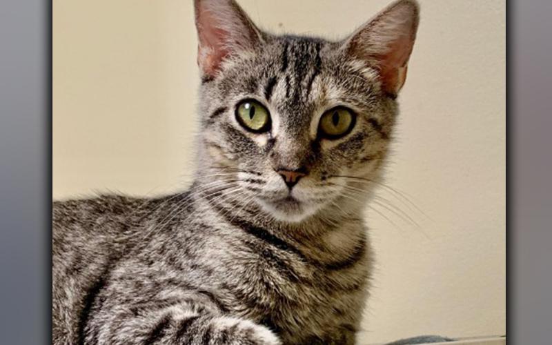 The Humane Society of Blue Ridge cat of the week is Tilly. She is a nine-month-old gray tabby who came to the Adoption Center with her kittens and was a very good mother to them. Tilly is now ready to have fun as a single kitty! She is friendly and loves people, but she would prefer to be the only feline in the household. Tilly is spayed, micro-chipped and current on her vaccinations. Contact the Adoption Center at 706-632-4357 for more information about Tilly.