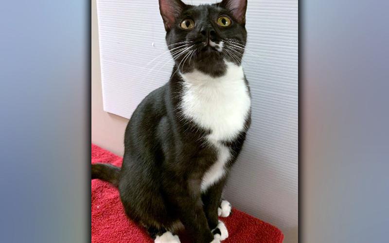 The Humane Society of Blue Ridge cat of the week is Mufasa. He is a one-year-old beauty who happily greets any stranger that comes his way. Mufasa has gorgeous black and white fur with unique markings. He is neutered, microchipped and current on his vaccinations. Contact the Adoption Center at 706-632-4357 for more information about Mufasa. He will make a purrfect addition to your family.