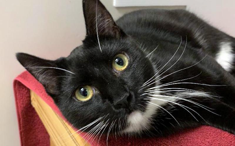The Humane Society of Blue Ridge cat of the week is Lew. He is a 10-month-old tuxedo cat and is always dressed for success! Lew is a playful little guy who loves people and gets along well with other cats. He is neutered, microchipped and current on his vaccinations. Contact the Adoption Center at 706-632-4357 for more information about lovable Lew.