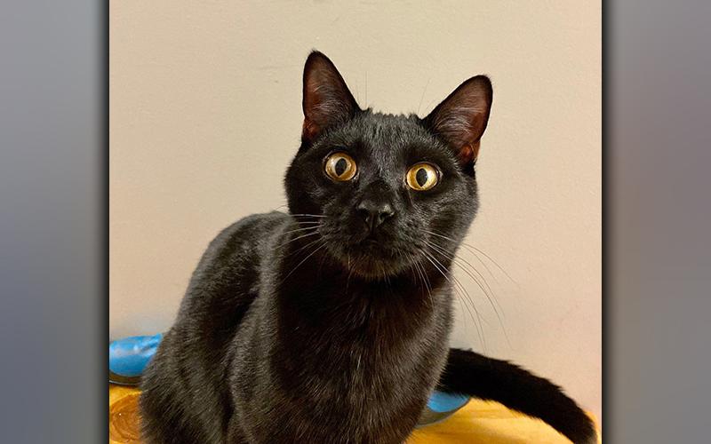 The Humane Society of Blue Ridge cat of the week is Shadow. He is 10 months old and has the exotic look of a black panther. Shadow is very easy going and quite the social butterfly! He gets along famously with people and other felines and has an inquisitive nature. Contact the Adoption Center at 706-632-4357 to learn more about this wonderful little fellow. He is neutered, microchipped and current on his vaccinations, so he is ready to become a part of your family.