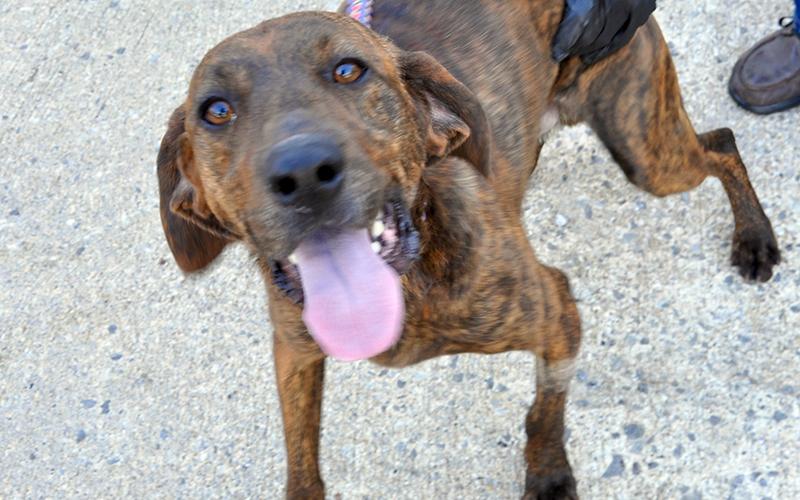 This male Plott Hound was picked up on Ada Street in Blue Ridge January 13. He has a short, brindle coat and likes to run. View this cutie using intake number 012-21.