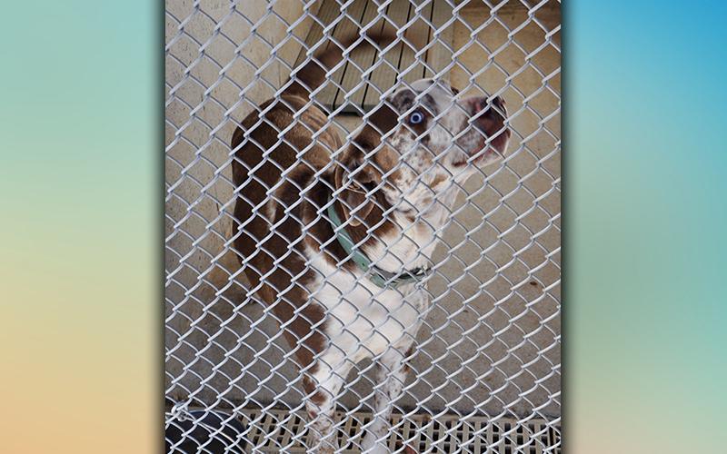 This male Mountain Cur was picked up on Pan Will Road in Mineral Bluff February 20. He has a white and brown, speckled coat with a blue eye and a brown eye. View this handsome guy using intake number 034-21.