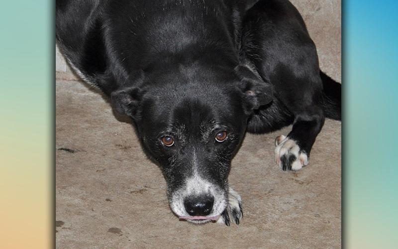This male mix, who volunteers call Teddy, was picked up on Ensley Road in Epworth December 16. He has a short, black coat with some white. View this sweet baby using intake number 362-20.
