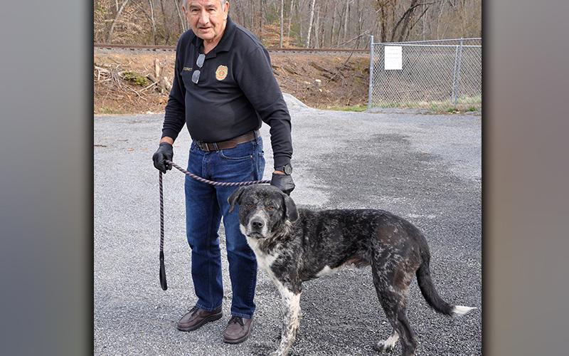 This male, Lab mix was found on Tennis Court Road in Blue Ridge March 9. This big boy has a salt and pepper coat and has coined the name “Gentle Giant.” View him using intake number 046-21. He is shown with Animal Control Officer J.R. Cornett.