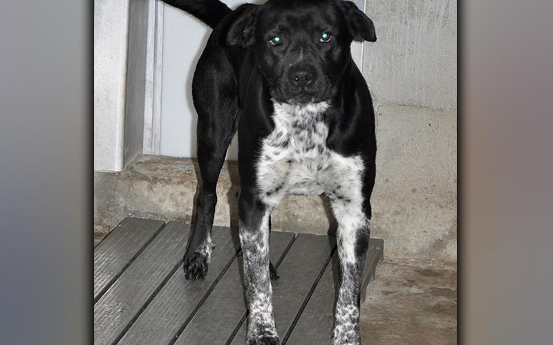 This male, Lab mix was found on Tennis Court Road in Blue Ridge March 9. He has a beautiful, black coat with speckles. View him using intake number 047-21.