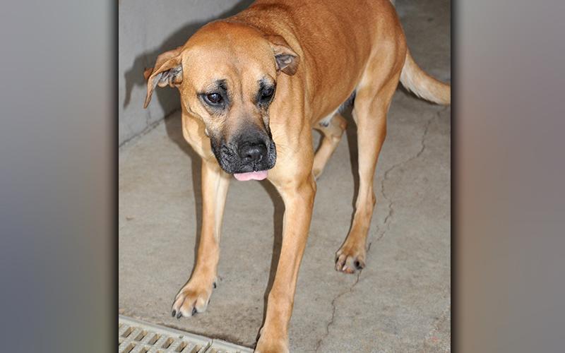 This female, Hound mix was picked up on Rocky Point Drive in Morganton March 9. She has an orange-blonde coat. View this sweetie using intake number 045-21.